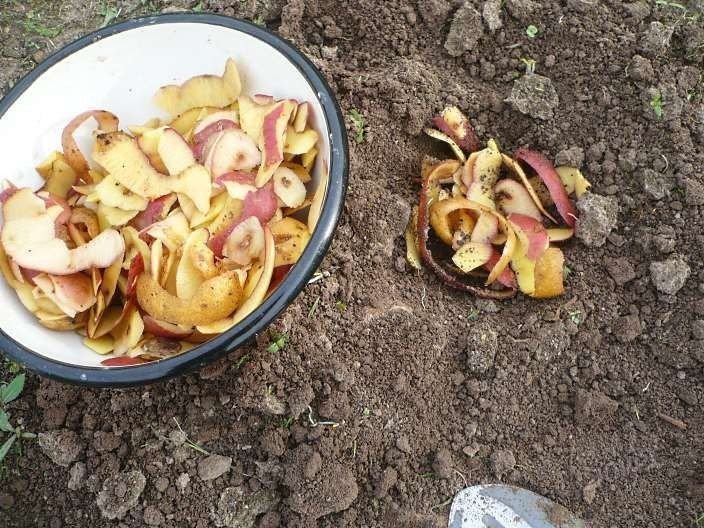 Удобрение с картофельных отростков