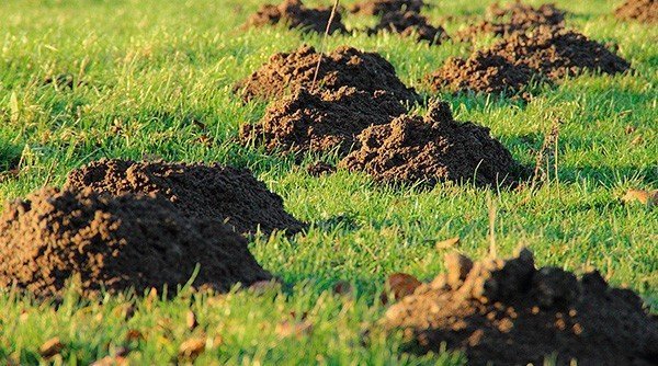 How to get rid of moles in your yard and garden