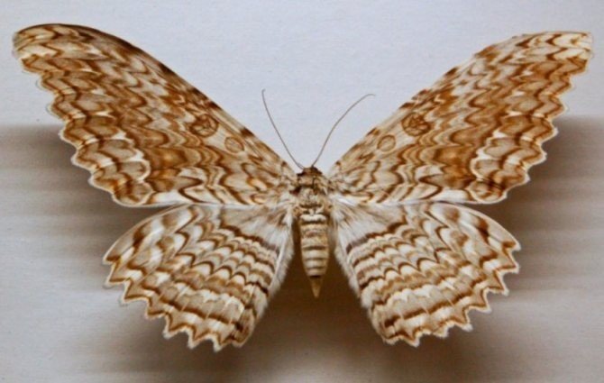 Бабочка тизания агриппина