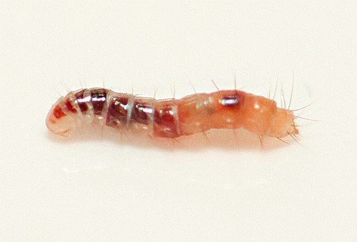 Личинка жука кожееда