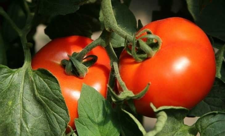 Чем опрыскать помидоры для завязи