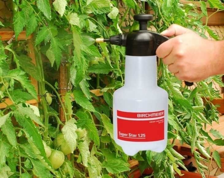 Нашатырный спирт для рассады томатов