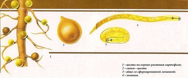 Размножение картофельной нематоды