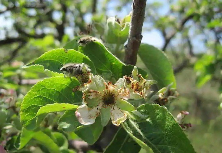 Яблонный цветоед