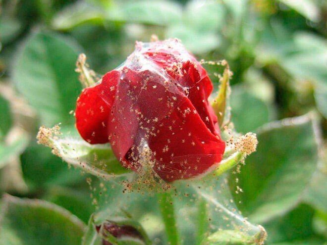 Красный паутинный клещ на розах