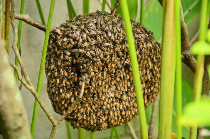 Кокон диких пчел
