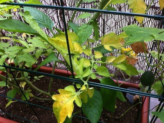 Желтение листьев томата