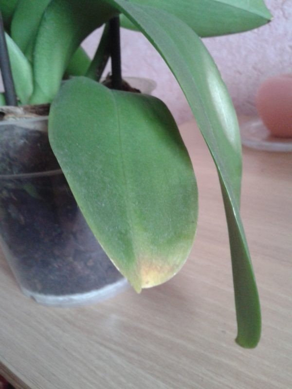 Орхидея фаленопсис листья