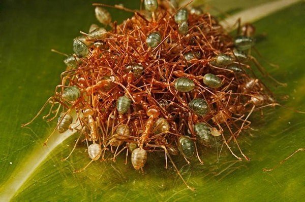 Коллективная сплоченность муравьев