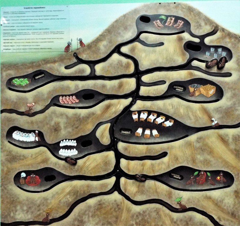 Лесной муравейник строение