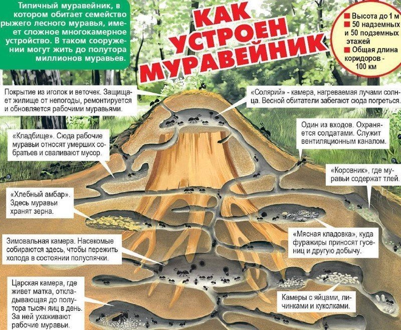 Схема московского муравейника