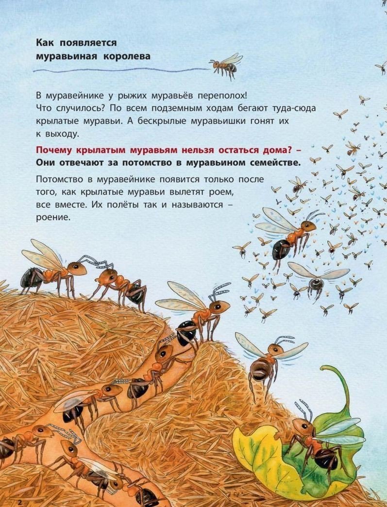 Жизнь муравьёв в муравейнике для детей энциклопедия