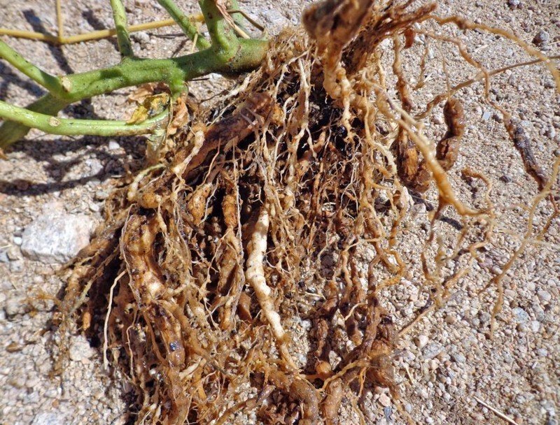 Rhizome taproot root