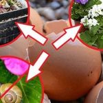 Яичная скорлупа: как применять в качестве удобрения для растений