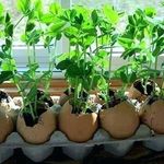 Яичная скорлупа как удобрение для растений и средство от вредителей (слизней и улиток)