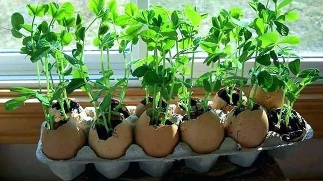 Яичная скорлупа как удобрение для растений и средство от вредителей (слизней и улиток)