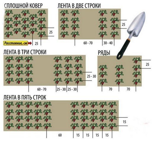 Схема посадки клубники в три ряда