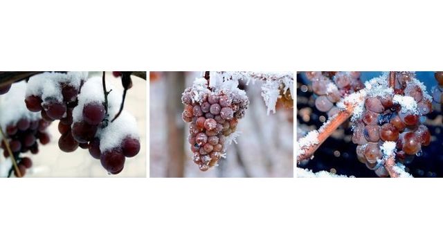 Виноград замёрз: что делать и как восстановить лозу?