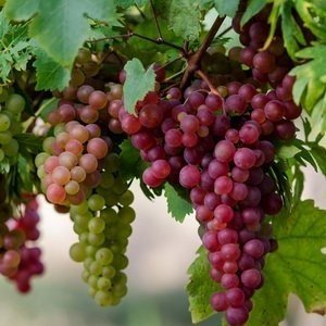 Хндохни сорт винограда
