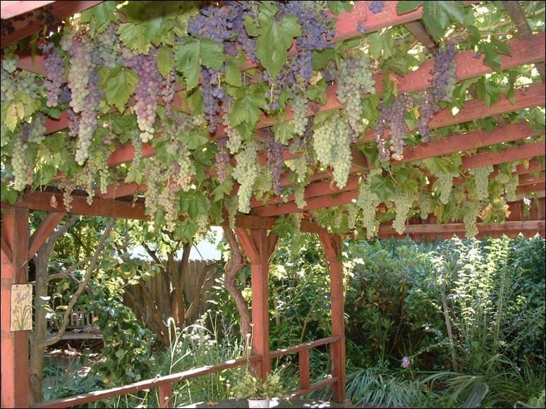 Пергола тендоне виноград