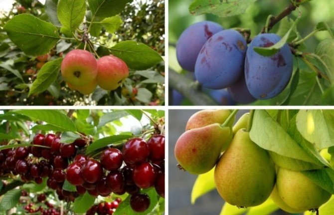 Плодовые деревья вишня яблоня груша слива