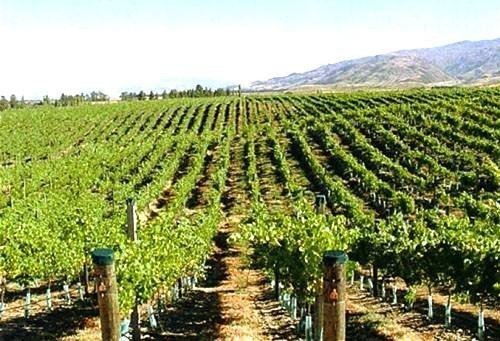 Испания ла манча виноградники