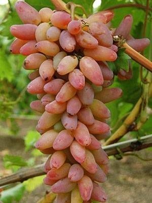 Кишмиш лучистый виноград