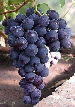 Виноград плодовый рошфор