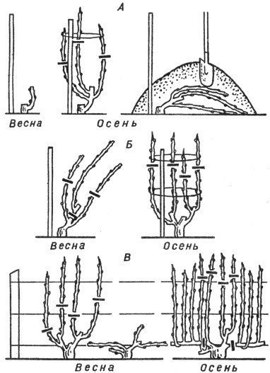 Схема формировки винограда гюйо