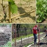 Описание винограда сорта Виктор-2 или Симпатия, посадка и выращивание
