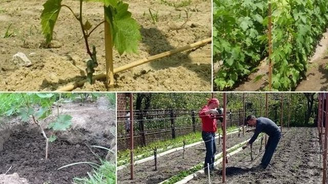 Виноград Симпатия (Виктор-2): описание сорта, правила посадки и выращивания
