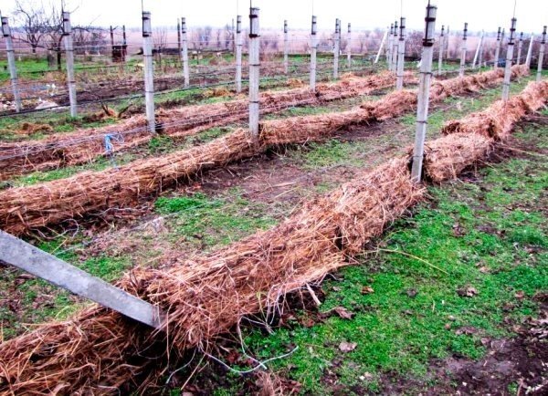 Укрытие винограда на зиму в сибири