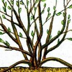 Размножение крыжовника весной, летом и осенью: способы