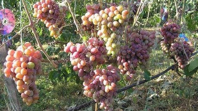 Сорт винограда «Атаман»