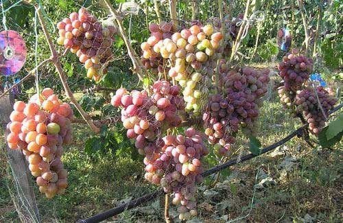 Сорт винограда румба