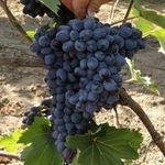 Виноград Чарли: характеристика и описание сорта, посадка и уход