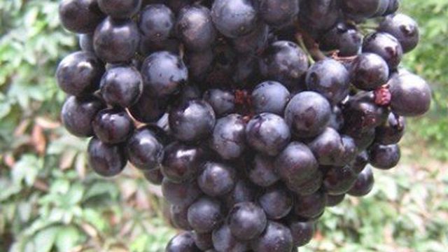 Виноград Красень: описание и характеристики сорта, особенности ухода и фото