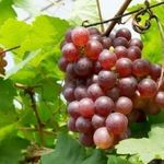 Виноград Минский Розовый: описание сорта, фото и отзывы садоводов