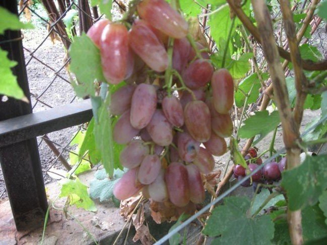 Сорт винограда новочеркасский юбилейный
