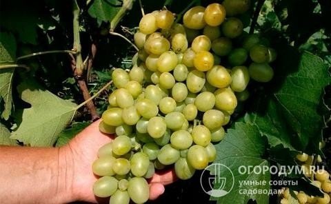 Виноград гордей виноград супер экстра
