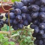 Виноград сувенир: описание сорта, уход, урожайность и отзывы