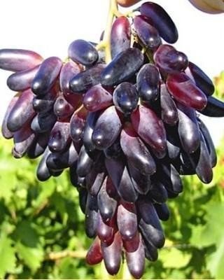 Сорт винограда одесский чёрный сувенир