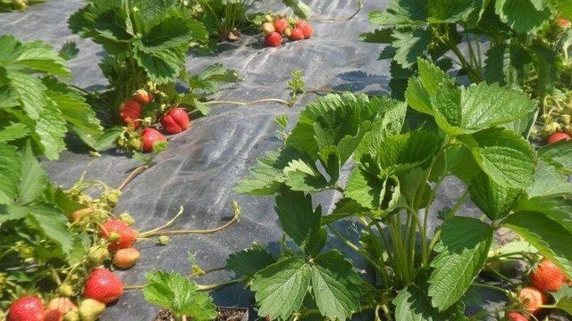 Выращивание клубники — агротехника и общие рекомендации