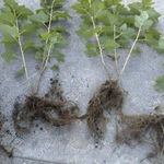 Желтеет листва смородины: ошибки в уходе, лечение и профилактика