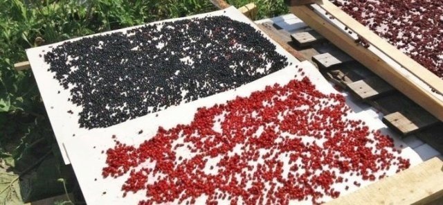 Сушеные ягоды боярышника