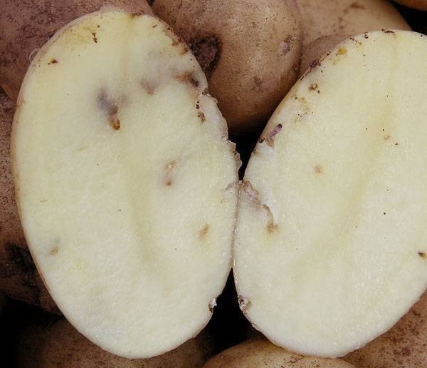 Железистая пятнистость картофеля