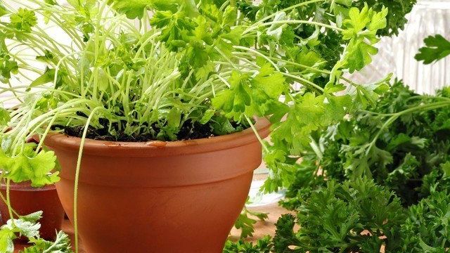 Как вырастить петрушку на подоконнике в квартире из семян или корнеплода