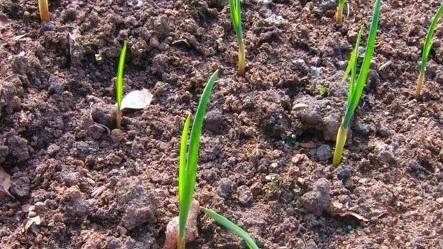 Как лучше посадить чеснок весной в Сибири и на Урале?