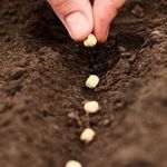 Как осенью сажать семена чеснока