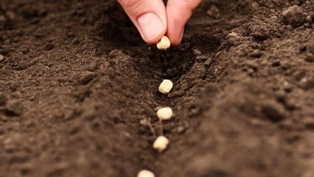 Как осенью сажать семена чеснока